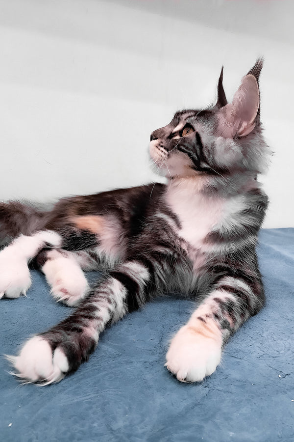 Julia | Maine Coon Kitten
