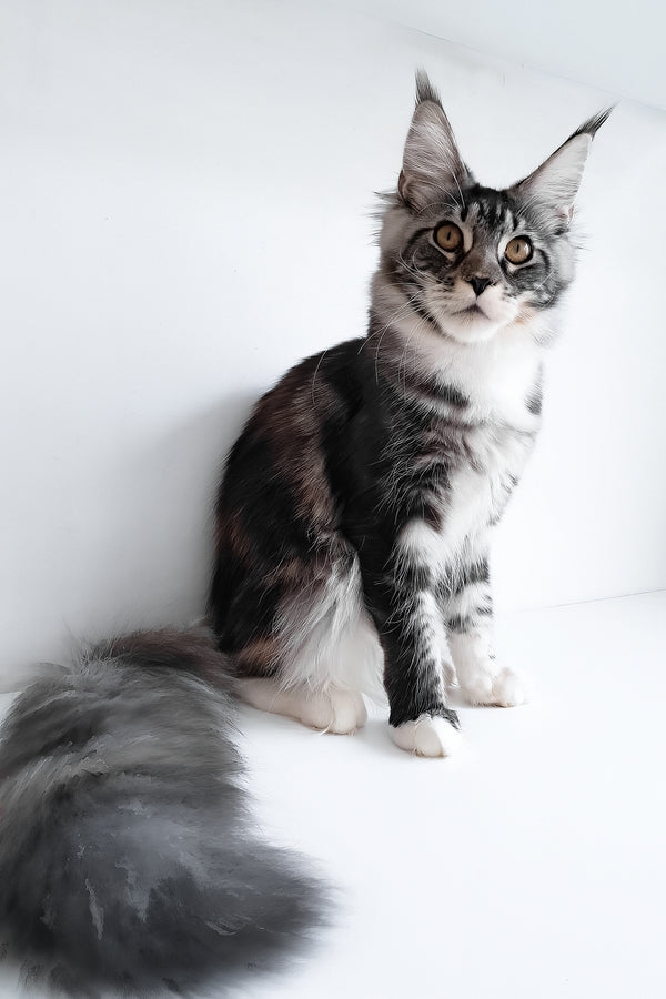 Julia | Maine Coon Kitten