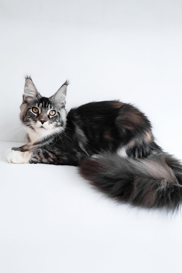 Julia | Maine Coon Kitten