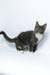 Daisy | Maine Coon Kitten