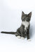 Daisy | Maine Coon Kitten