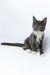 Daisy | Maine Coon Kitten