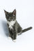 Daisy | Maine Coon Kitten