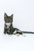 Daisy | Maine Coon Kitten
