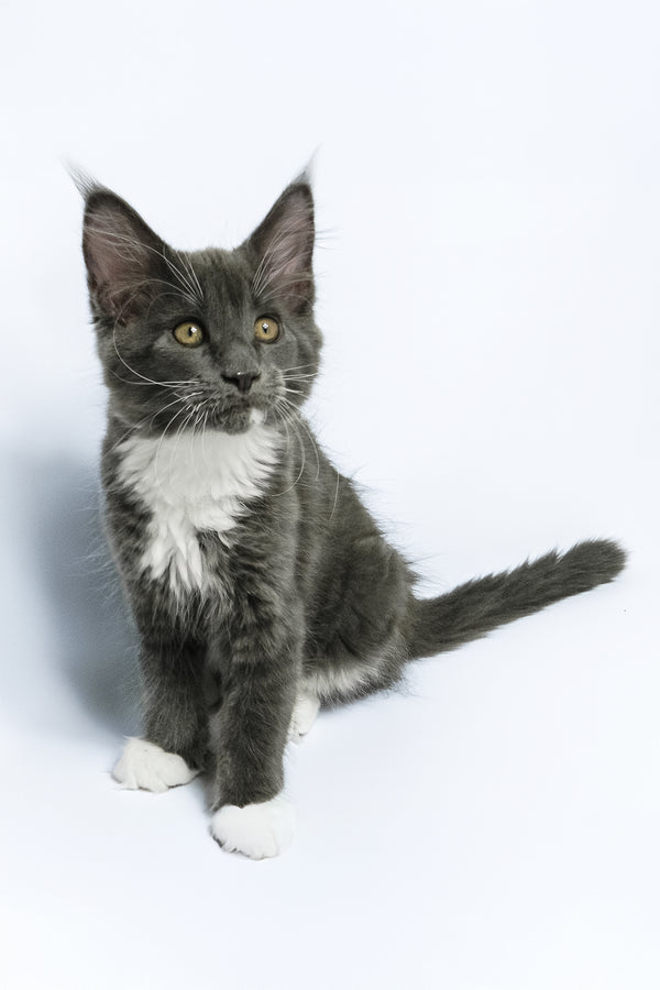 Daisy | Maine Coon Kitten