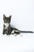 Daisy | Maine Coon Kitten
