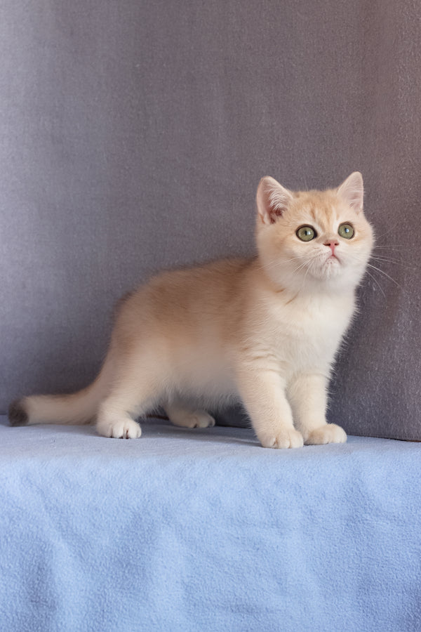 Daks | British Shorthair Kitten