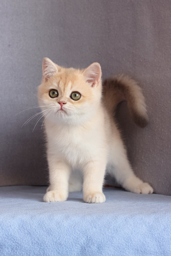 Daks | British Shorthair Kitten