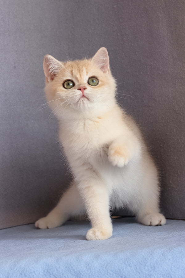 Daks | British Shorthair Kitten