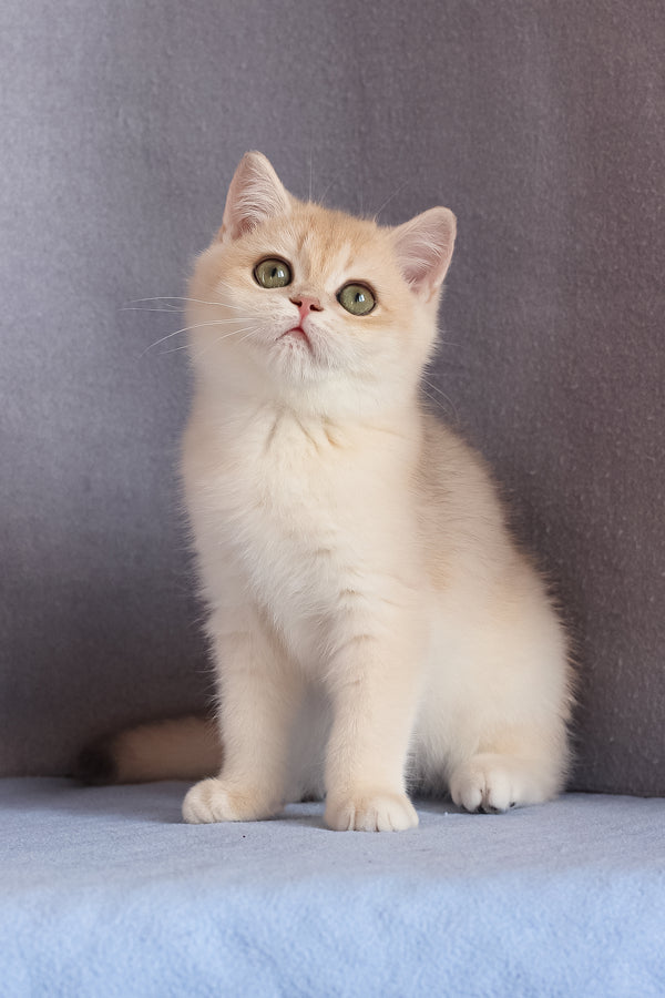 Daks | British Shorthair Kitten