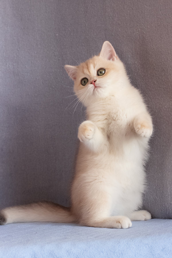 Daks | British Shorthair Kitten