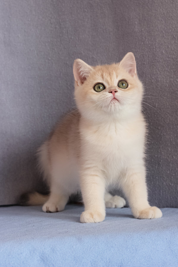 Daks | British Shorthair Kitten
