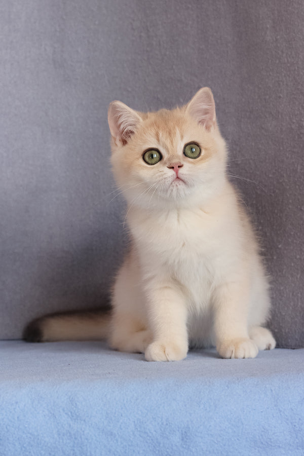 Daks | British Shorthair Kitten