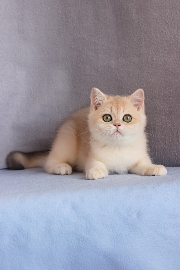 Daks | British Shorthair Kitten