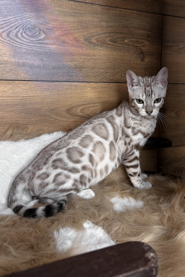 Dallas | Bengal Kitten