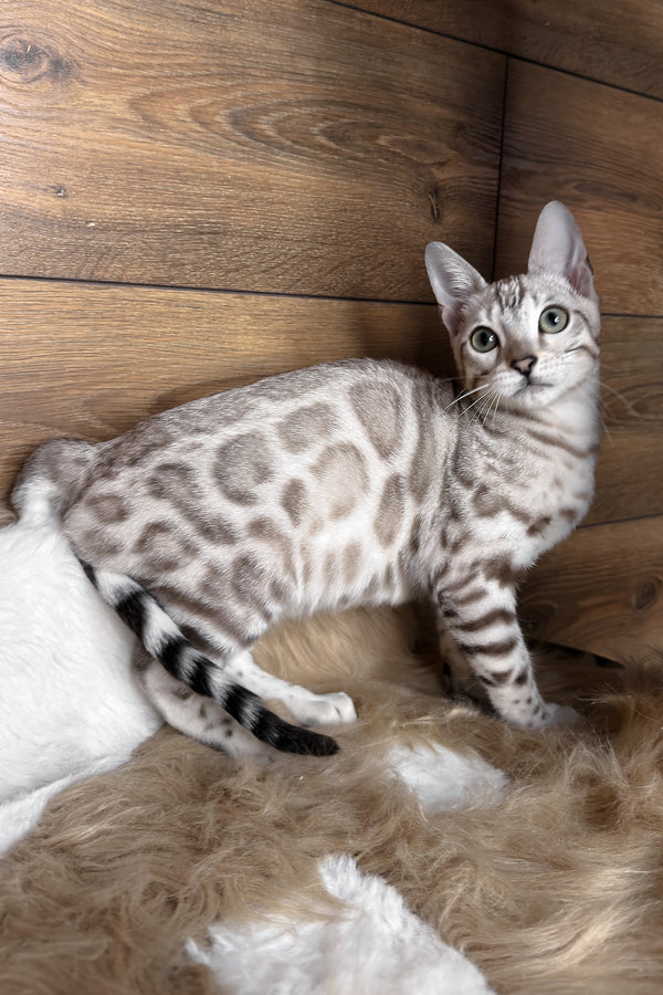Dallas | Bengal Kitten