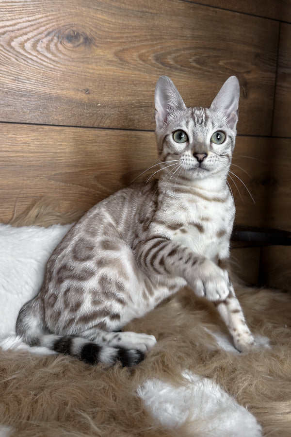 Dallas | Bengal Kitten