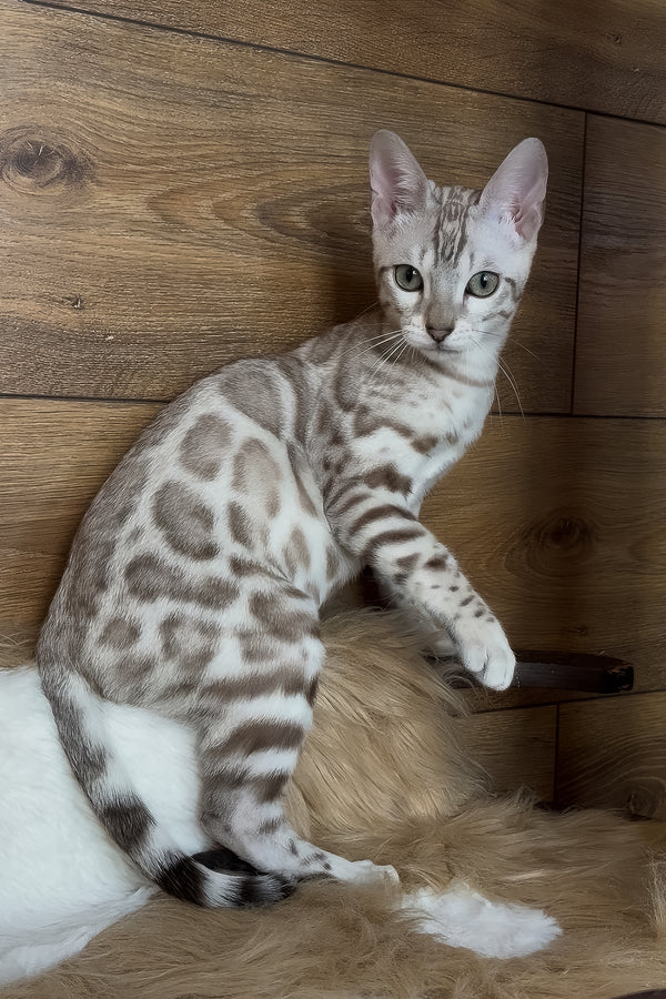 Dallas | Bengal Kitten