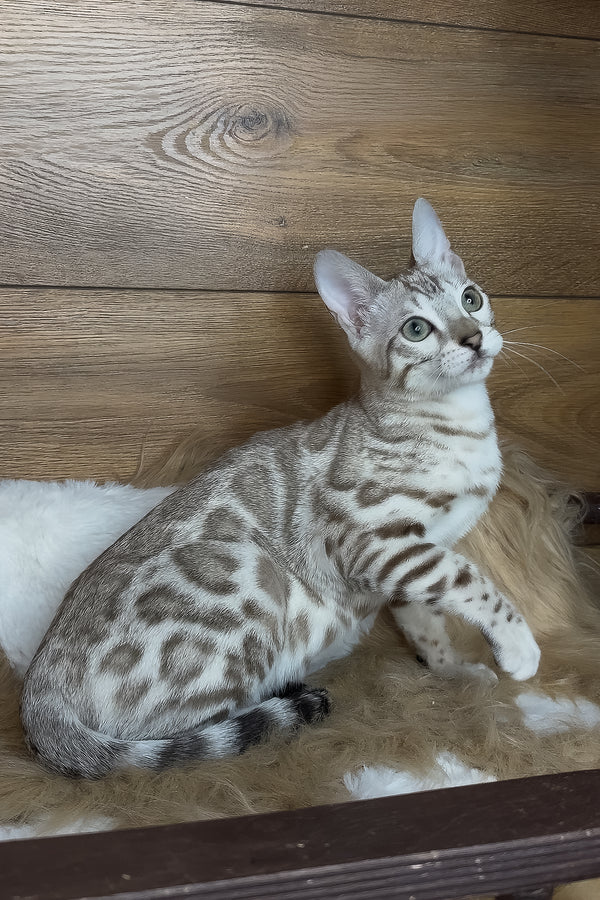 Dallas | Bengal Kitten
