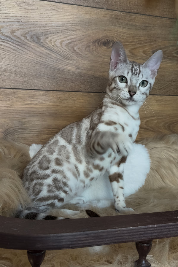 Dallas | Bengal Kitten