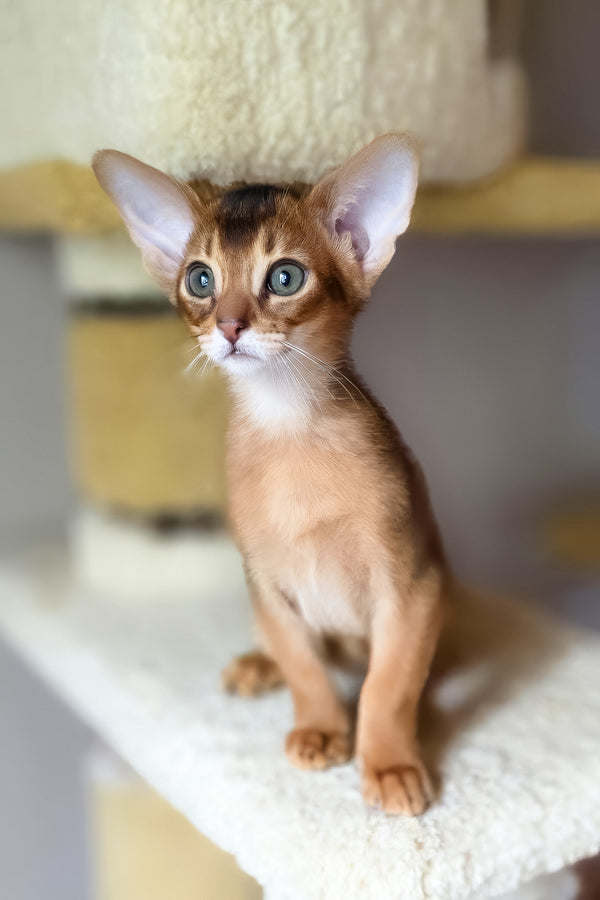 Damian | Abyssinian Kitten