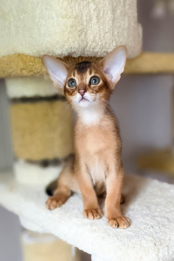Damian | Abyssinian Kitten
