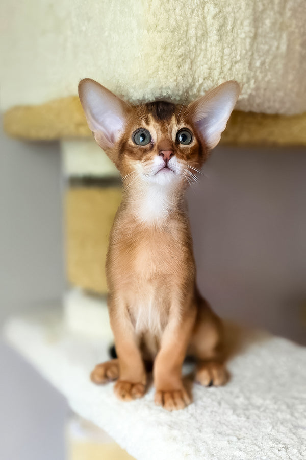 Damian | Abyssinian Kitten