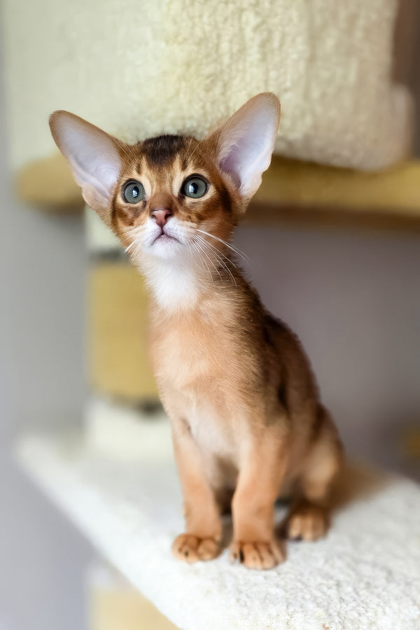 Damian | Abyssinian Kitten