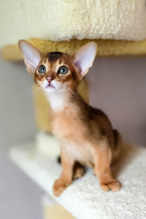 Damian | Abyssinian Kitten