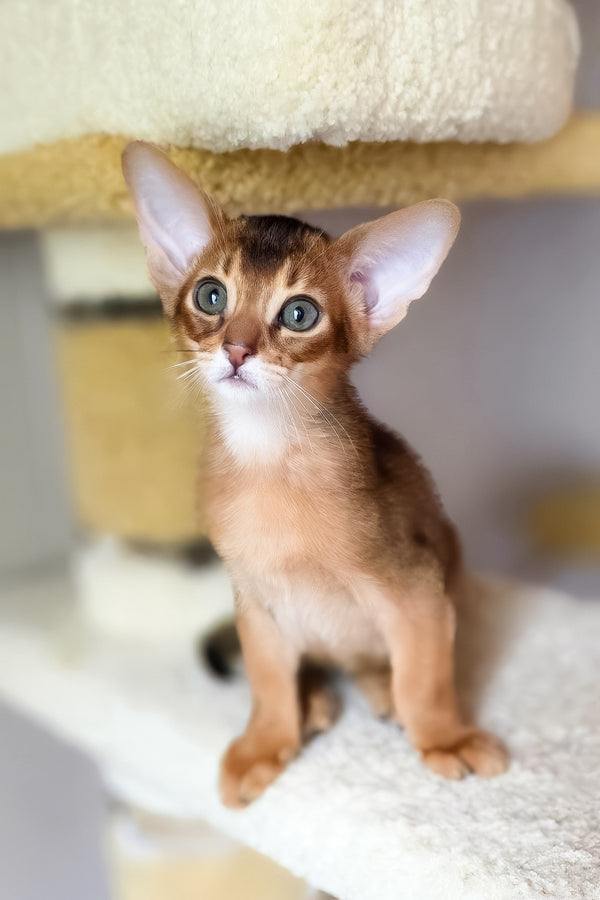 Damian | Abyssinian Kitten