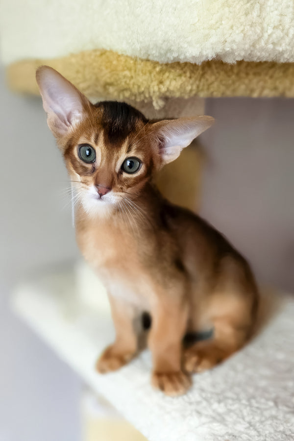 Damian | Abyssinian Kitten
