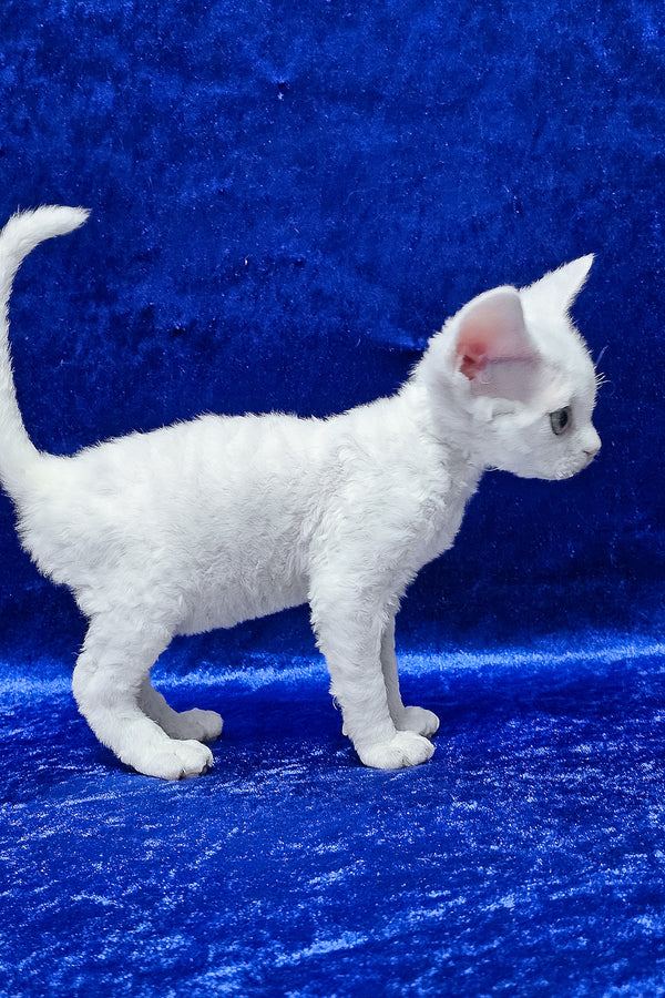 Dana | Devon Rex Kitten