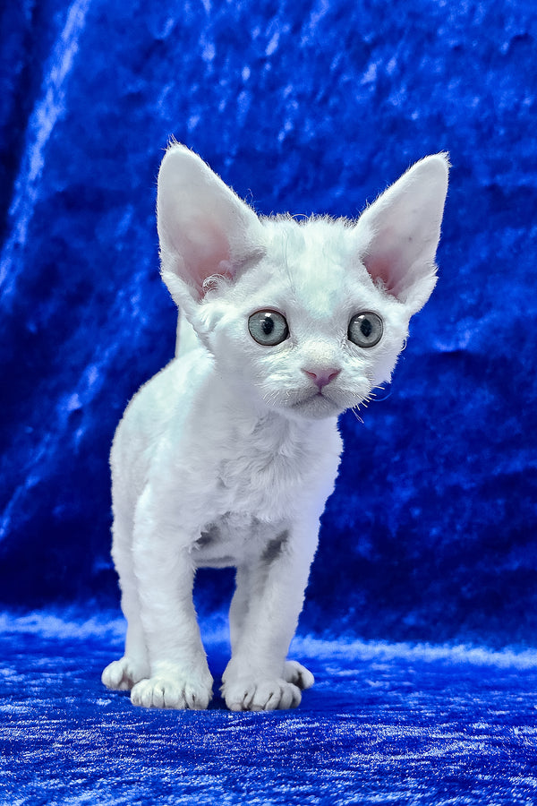 Dana | Devon Rex Kitten