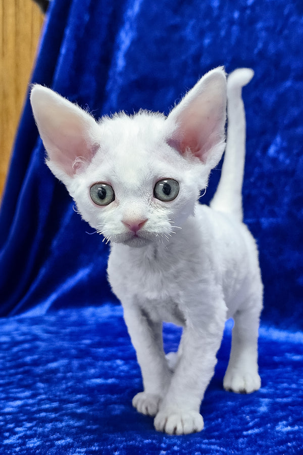 Dana | Devon Rex Kitten