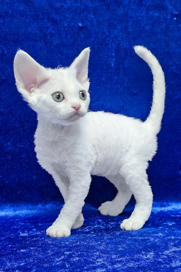 Dana | Devon Rex Kitten