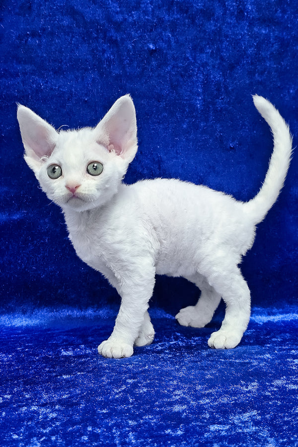 Dana | Devon Rex Kitten