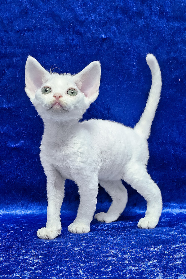 Dana | Devon Rex Kitten