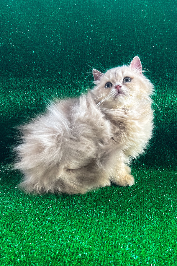 Danko | British Longhair Kitten