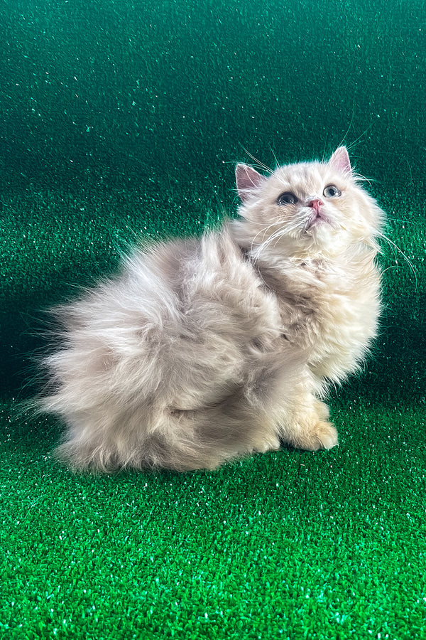 Danko | British Longhair Kitten