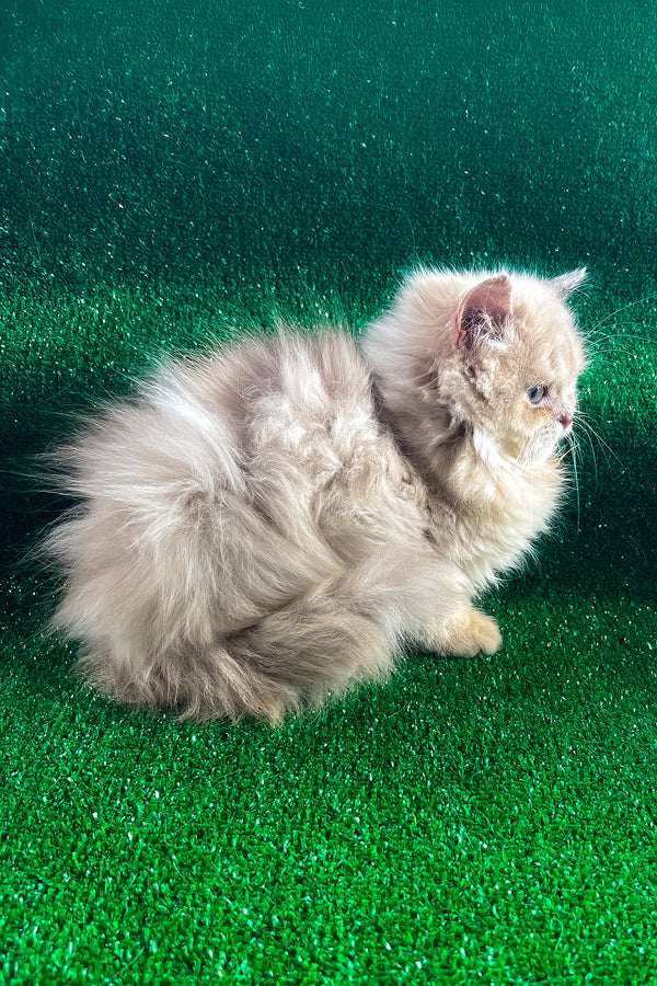 Danko | British Longhair Kitten