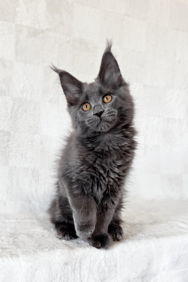 Daphne | Maine Coon Kitten