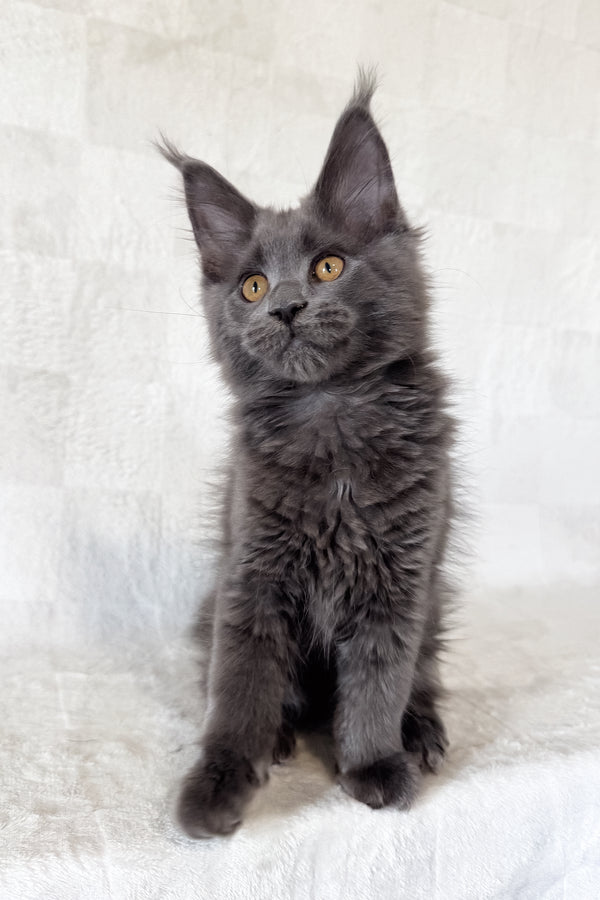 Daphne | Maine Coon Kitten