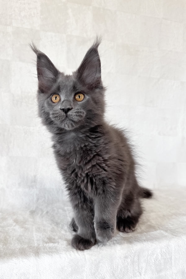 Daphne | Maine Coon Kitten