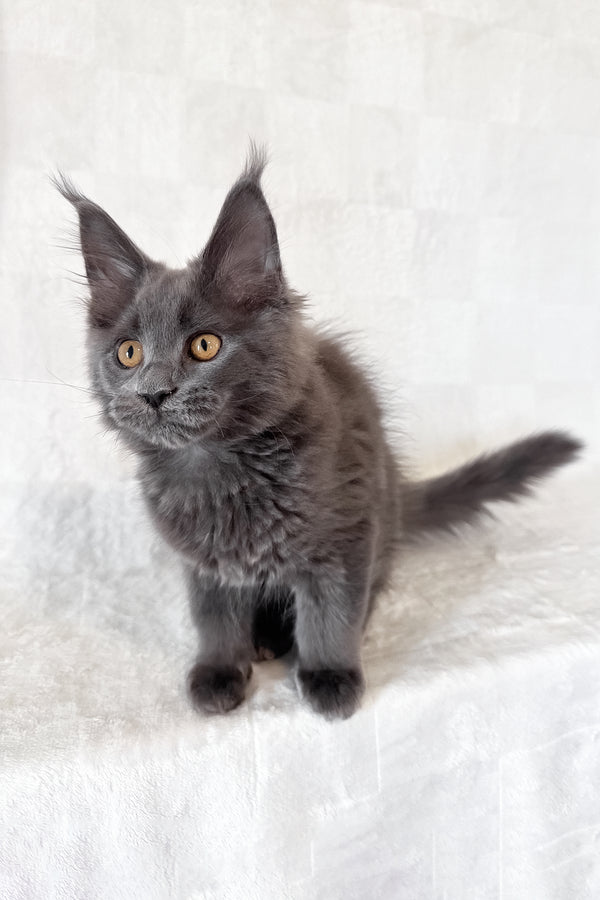 Daphne | Maine Coon Kitten