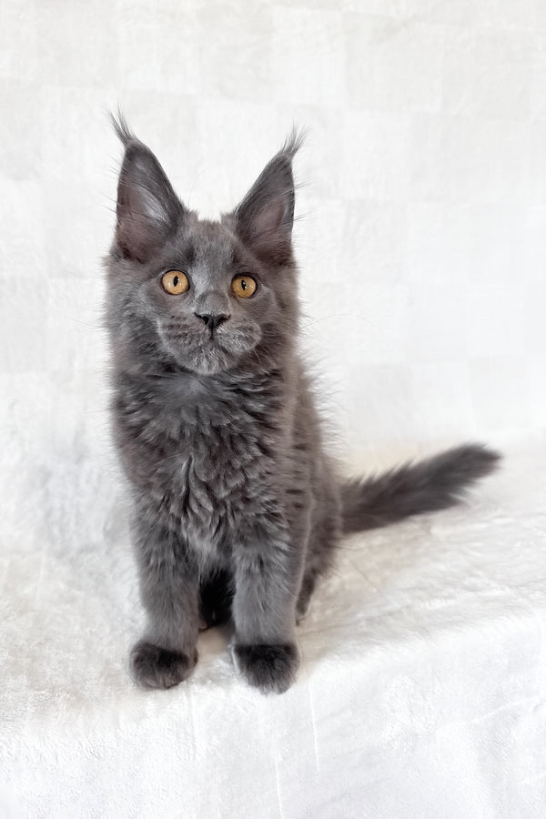 Daphne | Maine Coon Kitten