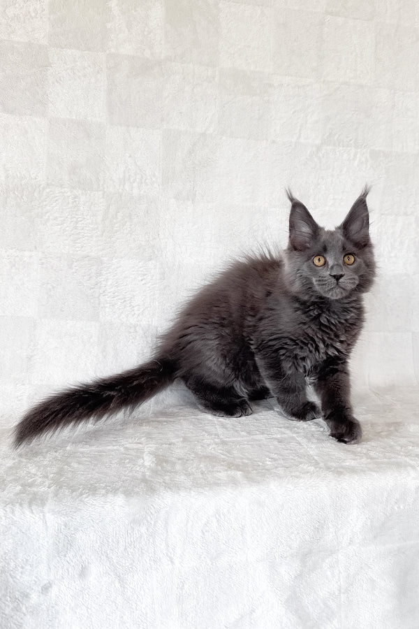 Daphne | Maine Coon Kitten
