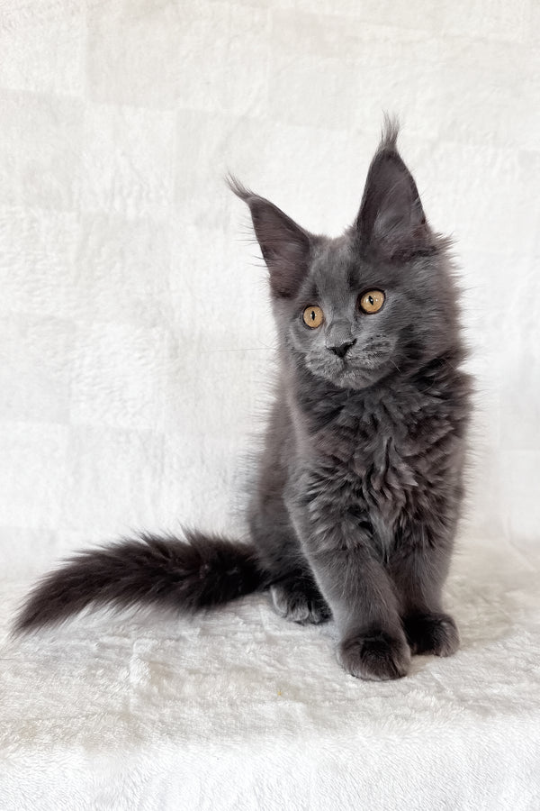 Daphne | Maine Coon Kitten