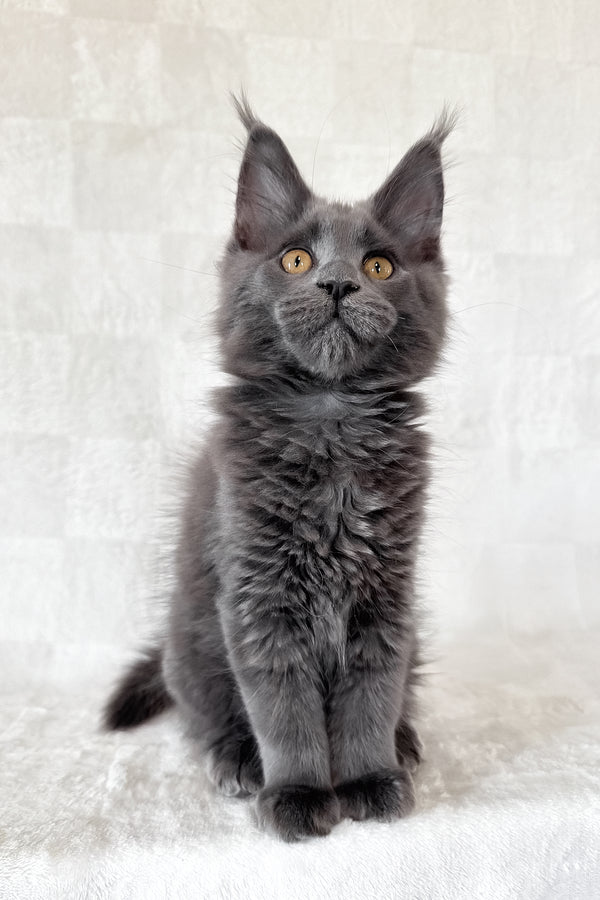 Daphne | Maine Coon Kitten