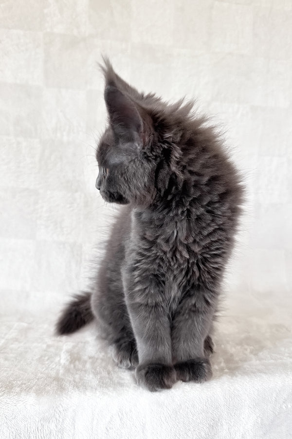 Daphne | Maine Coon Kitten