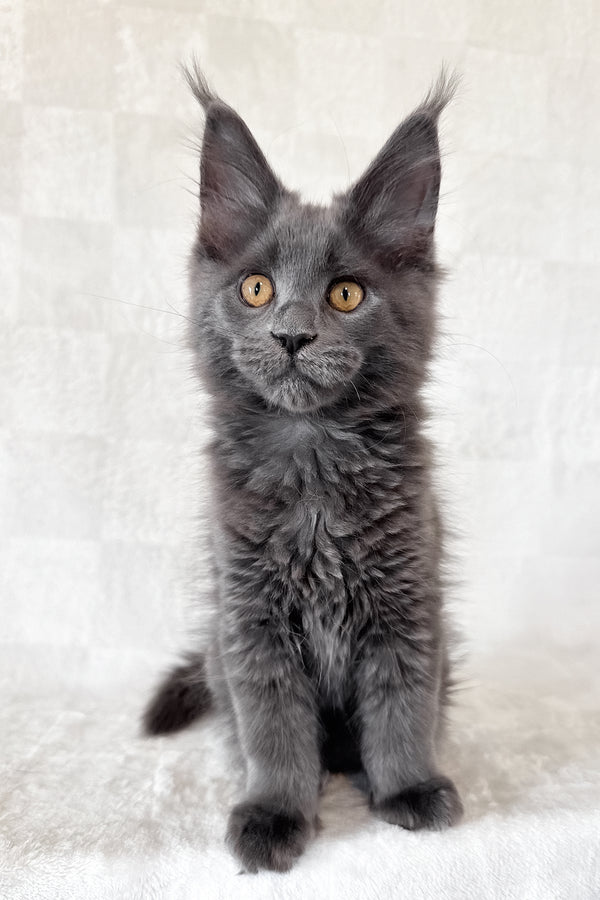 Daphne | Maine Coon Kitten